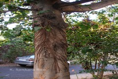 Ficus virens